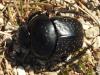 Scarabaeus variolosus